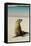 Galapagos Sea Lion on the Beach, San Cristobal, Galapagos, Ecuador-Cindy Miller Hopkins-Framed Stretched Canvas