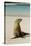 Galapagos Sea Lion on the Beach, San Cristobal, Galapagos, Ecuador-Cindy Miller Hopkins-Stretched Canvas