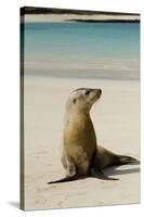 Galapagos Sea Lion on the Beach, San Cristobal, Galapagos, Ecuador-Cindy Miller Hopkins-Stretched Canvas