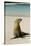 Galapagos Sea Lion on the Beach, San Cristobal, Galapagos, Ecuador-Cindy Miller Hopkins-Stretched Canvas