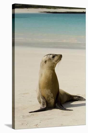 Galapagos Sea Lion on the Beach, San Cristobal, Galapagos, Ecuador-Cindy Miller Hopkins-Stretched Canvas