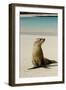 Galapagos Sea Lion on the Beach, San Cristobal, Galapagos, Ecuador-Cindy Miller Hopkins-Framed Photographic Print