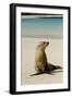 Galapagos Sea Lion on the Beach, San Cristobal, Galapagos, Ecuador-Cindy Miller Hopkins-Framed Photographic Print