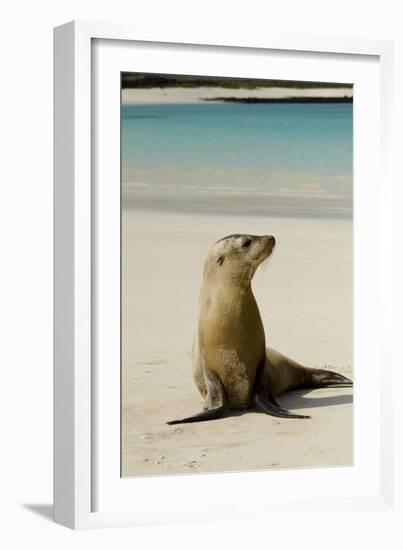 Galapagos Sea Lion on the Beach, San Cristobal, Galapagos, Ecuador-Cindy Miller Hopkins-Framed Photographic Print