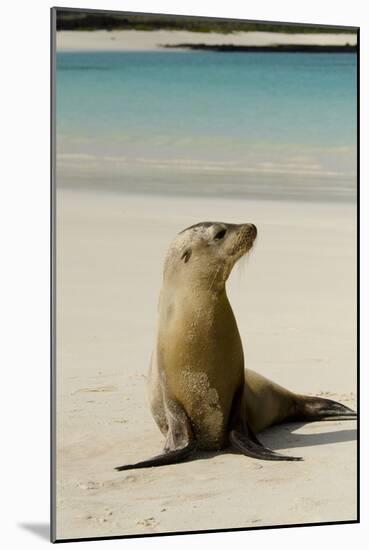 Galapagos Sea Lion on the Beach, San Cristobal, Galapagos, Ecuador-Cindy Miller Hopkins-Mounted Photographic Print