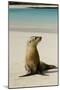 Galapagos Sea Lion on the Beach, San Cristobal, Galapagos, Ecuador-Cindy Miller Hopkins-Mounted Photographic Print