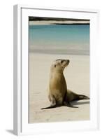 Galapagos Sea Lion on the Beach, San Cristobal, Galapagos, Ecuador-Cindy Miller Hopkins-Framed Photographic Print