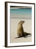 Galapagos Sea Lion on the Beach, San Cristobal, Galapagos, Ecuador-Cindy Miller Hopkins-Framed Photographic Print