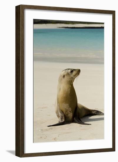 Galapagos Sea Lion on the Beach, San Cristobal, Galapagos, Ecuador-Cindy Miller Hopkins-Framed Photographic Print