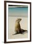 Galapagos Sea Lion on the Beach, San Cristobal, Galapagos, Ecuador-Cindy Miller Hopkins-Framed Photographic Print