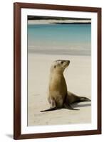 Galapagos Sea Lion on the Beach, San Cristobal, Galapagos, Ecuador-Cindy Miller Hopkins-Framed Photographic Print