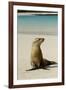 Galapagos Sea Lion on the Beach, San Cristobal, Galapagos, Ecuador-Cindy Miller Hopkins-Framed Photographic Print