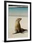 Galapagos Sea Lion on the Beach, San Cristobal, Galapagos, Ecuador-Cindy Miller Hopkins-Framed Photographic Print