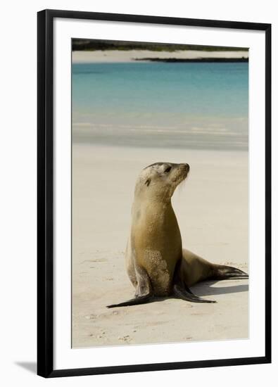 Galapagos Sea Lion on the Beach, San Cristobal, Galapagos, Ecuador-Cindy Miller Hopkins-Framed Photographic Print