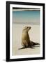 Galapagos Sea Lion on the Beach, San Cristobal, Galapagos, Ecuador-Cindy Miller Hopkins-Framed Photographic Print