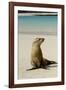 Galapagos Sea Lion on the Beach, San Cristobal, Galapagos, Ecuador-Cindy Miller Hopkins-Framed Photographic Print