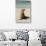 Galapagos Sea Lion on the Beach, San Cristobal, Galapagos, Ecuador-Cindy Miller Hopkins-Photographic Print displayed on a wall