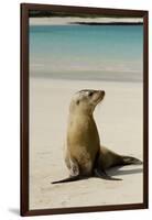 Galapagos Sea Lion on the Beach, San Cristobal, Galapagos, Ecuador-Cindy Miller Hopkins-Framed Photographic Print