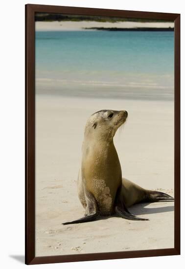 Galapagos Sea Lion on the Beach, San Cristobal, Galapagos, Ecuador-Cindy Miller Hopkins-Framed Photographic Print