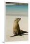 Galapagos Sea Lion on the Beach, San Cristobal, Galapagos, Ecuador-Cindy Miller Hopkins-Framed Premium Photographic Print