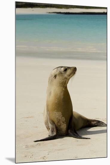 Galapagos Sea Lion on the Beach, San Cristobal, Galapagos, Ecuador-Cindy Miller Hopkins-Mounted Premium Photographic Print