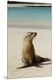 Galapagos Sea Lion on the Beach, San Cristobal, Galapagos, Ecuador-Cindy Miller Hopkins-Mounted Premium Photographic Print