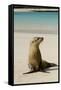 Galapagos Sea Lion on the Beach, San Cristobal, Galapagos, Ecuador-Cindy Miller Hopkins-Framed Stretched Canvas