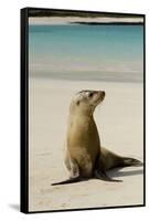 Galapagos Sea Lion on the Beach, San Cristobal, Galapagos, Ecuador-Cindy Miller Hopkins-Framed Stretched Canvas