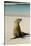 Galapagos Sea Lion on the Beach, San Cristobal, Galapagos, Ecuador-Cindy Miller Hopkins-Stretched Canvas