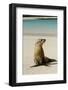 Galapagos Sea Lion on the Beach, San Cristobal, Galapagos, Ecuador-Cindy Miller Hopkins-Framed Photographic Print