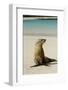 Galapagos Sea Lion on the Beach, San Cristobal, Galapagos, Ecuador-Cindy Miller Hopkins-Framed Photographic Print