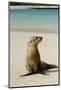 Galapagos Sea Lion on the Beach, San Cristobal, Galapagos, Ecuador-Cindy Miller Hopkins-Mounted Photographic Print