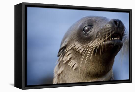 Galapagos Sea Lion Pup in Galapagos Islands-Paul Souders-Framed Stretched Canvas