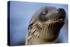 Galapagos Sea Lion Pup in Galapagos Islands-Paul Souders-Stretched Canvas