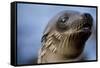 Galapagos Sea Lion Pup in Galapagos Islands-Paul Souders-Framed Stretched Canvas