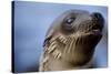Galapagos Sea Lion Pup in Galapagos Islands-Paul Souders-Stretched Canvas