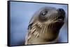 Galapagos Sea Lion Pup in Galapagos Islands-Paul Souders-Framed Stretched Canvas