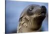 Galapagos Sea Lion Pup in Galapagos Islands-Paul Souders-Stretched Canvas