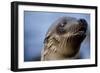 Galapagos Sea Lion Pup in Galapagos Islands-Paul Souders-Framed Photographic Print