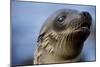 Galapagos Sea Lion Pup in Galapagos Islands-Paul Souders-Mounted Photographic Print