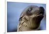 Galapagos Sea Lion Pup in Galapagos Islands-Paul Souders-Framed Photographic Print