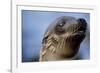 Galapagos Sea Lion Pup in Galapagos Islands-Paul Souders-Framed Photographic Print