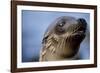 Galapagos Sea Lion Pup in Galapagos Islands-Paul Souders-Framed Photographic Print