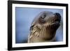 Galapagos Sea Lion Pup in Galapagos Islands-Paul Souders-Framed Photographic Print
