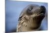 Galapagos Sea Lion Pup in Galapagos Islands-Paul Souders-Mounted Photographic Print