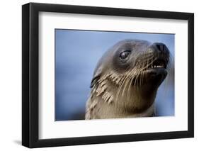 Galapagos Sea Lion Pup in Galapagos Islands-Paul Souders-Framed Photographic Print