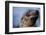 Galapagos Sea Lion Pup in Galapagos Islands-Paul Souders-Framed Photographic Print