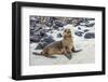 Galapagos Sea Lion Pup (Zalophus Californianus Wollebaeki)-G and M Therin-Weise-Framed Photographic Print