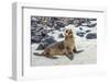 Galapagos Sea Lion Pup (Zalophus Californianus Wollebaeki)-G and M Therin-Weise-Framed Photographic Print