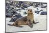 Galapagos Sea Lion Pup (Zalophus Californianus Wollebaeki)-G and M Therin-Weise-Mounted Photographic Print